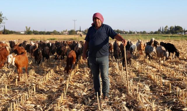 Hatay'da çoban bulmak gittikçe zorlaşıyor