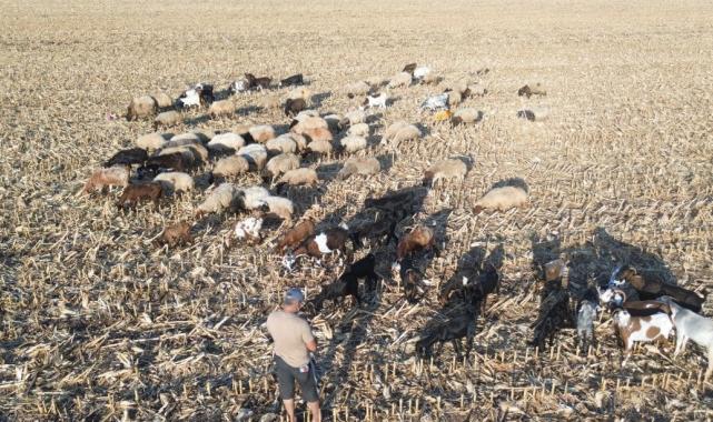 Hatay'da çoban bulmak gittikçe zorlaşıyor