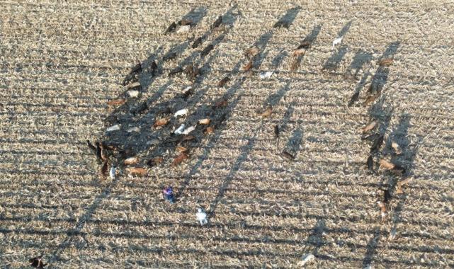 Hatay'da çoban bulmak gittikçe zorlaşıyor