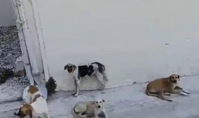 Hatay'da yaşlı kadının etrafını sokak köpekleri sardı