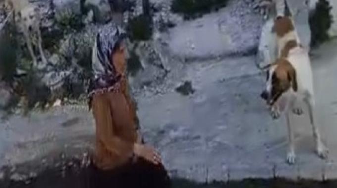 Hatay'da yaşlı kadının etrafını sokak köpekleri sardı