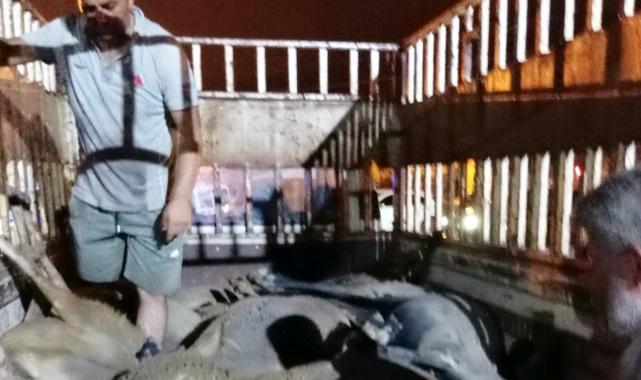 Hatay'da yol kenarındaki yemleri yiyen koyunlar telef oldu