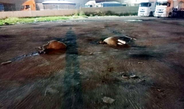 Hatay'da yol kenarındaki yemleri yiyen koyunlar telef oldu