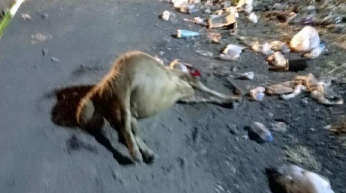 Hatay&#039;da yol kenarındaki yemleri yiyen koyunlar telef oldu
