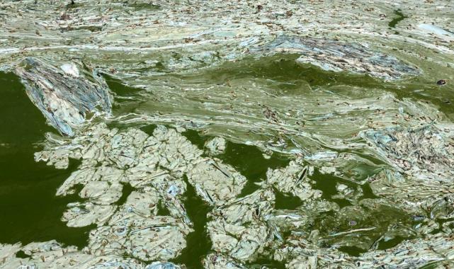 Isparta Eğirdir Gölü'nde müsilaj