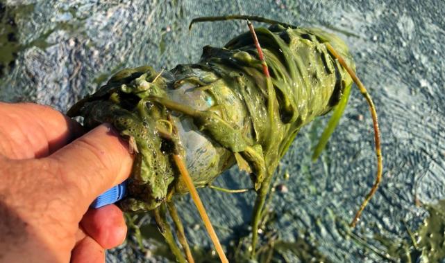 Isparta Eğirdir Gölü'nde müsilaj