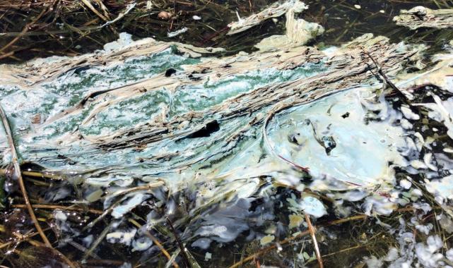 Isparta Eğirdir Gölü'nde müsilaj