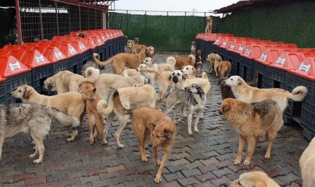 İstanbul'da hayvan barınağı adı altında vurgun yaptılar: MASAK raporu ortaya çıkardı