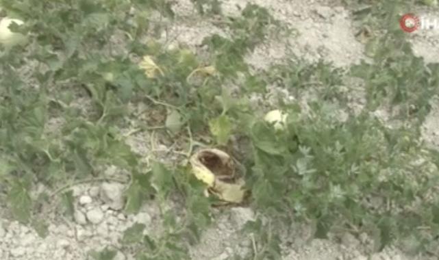 İstanbul'da yaban domuzları kavun tarlalarına dadandı