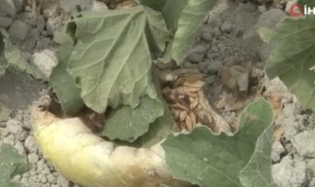 İstanbul'da yaban domuzları kavun tarlalarına dadandı