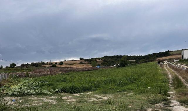 İstanbul'da yaban domuzları kavun tarlalarına dadandı