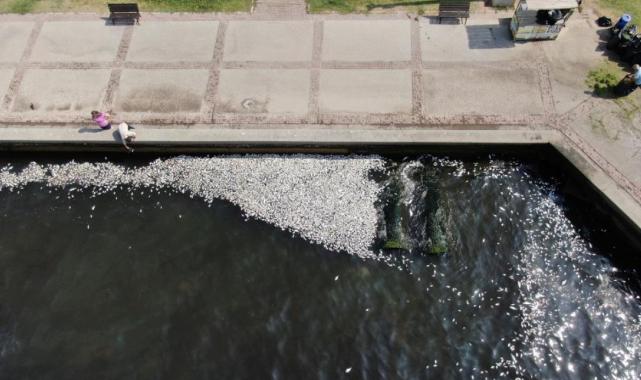 İzmir Körfezi'nde alarm: Çevre Bakanlığı balık ölümlerini inceliyor