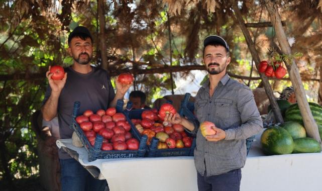 Kahramanmaraş'ta ata tohumu domatesin hasadı at ve katırlarla yapılıyor