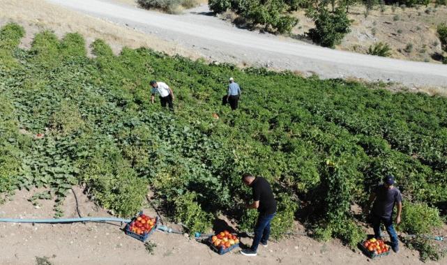 Kahramanmaraş'ta ata tohumu domatesin hasadı at ve katırlarla yapılıyor