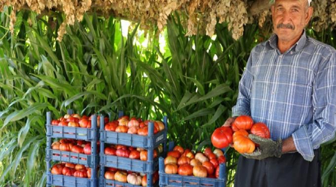Kahramanmaraş'ta ata tohumu domatesin hasadı at ve katırlarla yapılıyor