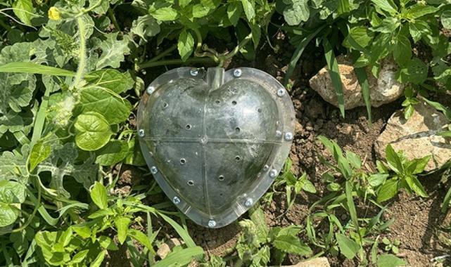 Karadenizli Temel, kalpli karpuz yetiştirdi, talihi döndü