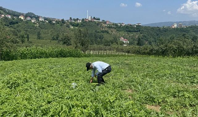 Karadenizli Temel, kalpli karpuz yetiştirdi, talihi döndü