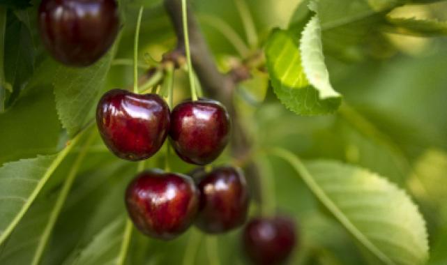 Kiraz ihracatı 209 milyon dolara ulaştı