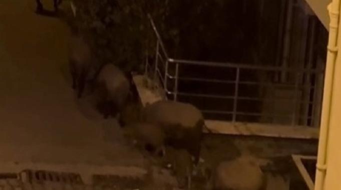 Kuşadası sokaklarındaki domuz sürüsü görüntülendi