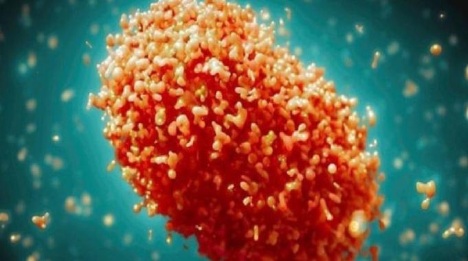 Maymun Çiçeği (MPox) Sık Sorulan Sorular