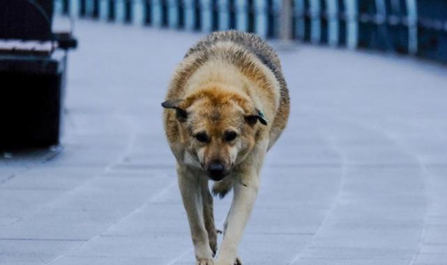 Metroda sahipsiz köpeğin ısırdığı turistten İBB'ye dava