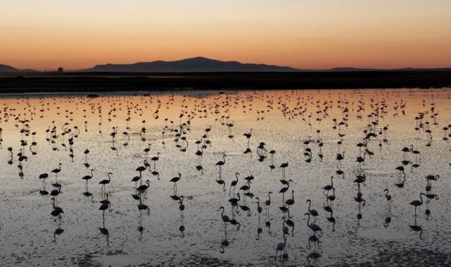 Murat Kurum: Flamingo yavrularına gözümüz gibi baktık