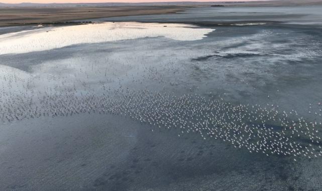 Murat Kurum: Flamingo yavrularına gözümüz gibi baktık