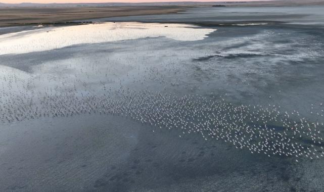 Murat Kurum: Flamingo yavrularına gözümüz gibi baktık