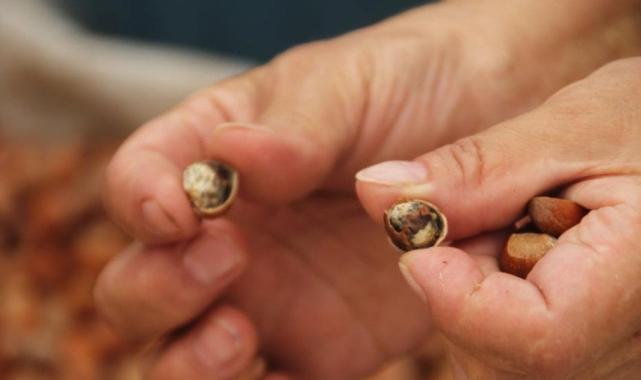 Ordu'da kahverengi kokarca kabusu: Fındık üreticisi çaresiz