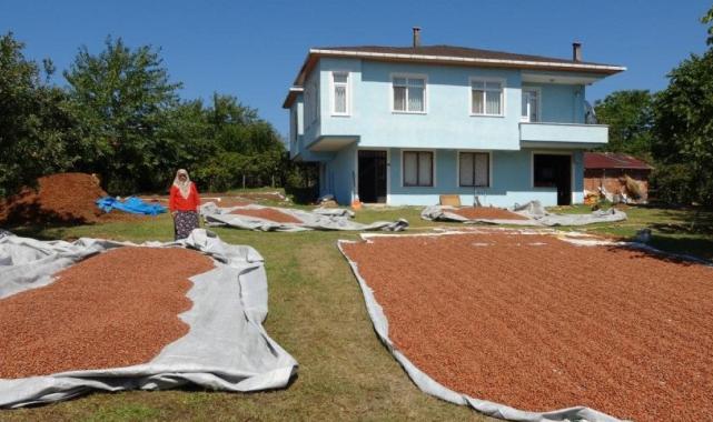 Ordu'da kahverengi kokarca kabusu: Fındık üreticisi çaresiz