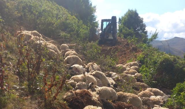 Ordu'da uçuruma yuvarlanan 88 koyun telef oldu