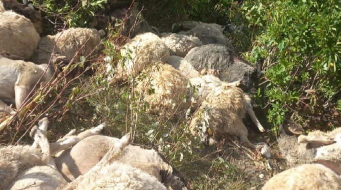 Ordu&#039;da uçuruma yuvarlanan 88 koyun telef oldu