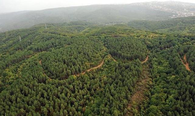 Orman varlığı yanan alanların yaklaşık 7 katı arttı