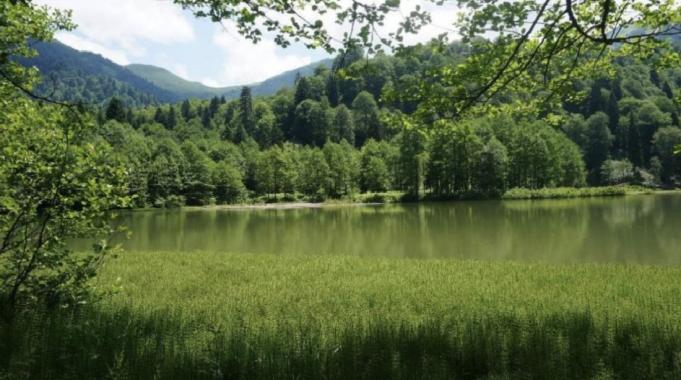 Orman varlığı yanan alanların yaklaşık 7 katı arttı