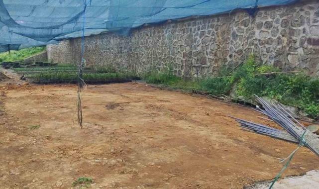 Rize Ziraat Odası, çay tohumu yağı fabrikası kuruyor