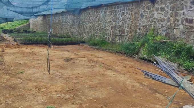 Rize Ziraat Odası, çay tohumu yağı fabrikası kuruyor