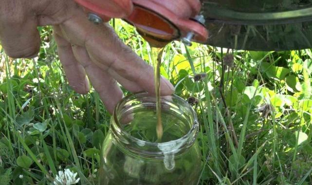 Rize'de Anzer Balı’nda sağım tamamlanarak tescile gönderildi