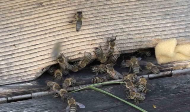 Rize'de Anzer Balı’nda sağım tamamlanarak tescile gönderildi