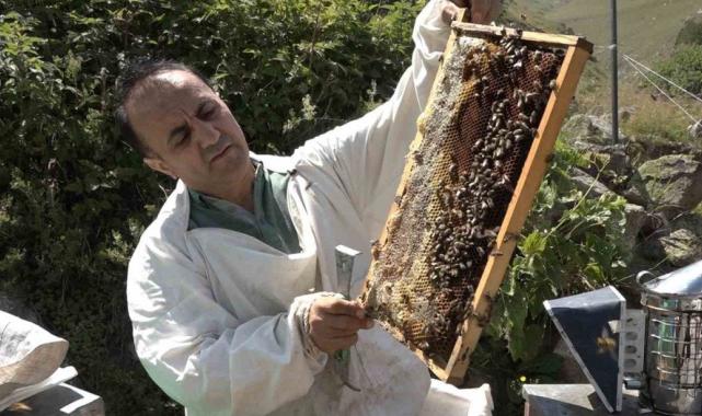 Rize'de Anzer Balı’nda sağım tamamlanarak tescile gönderildi