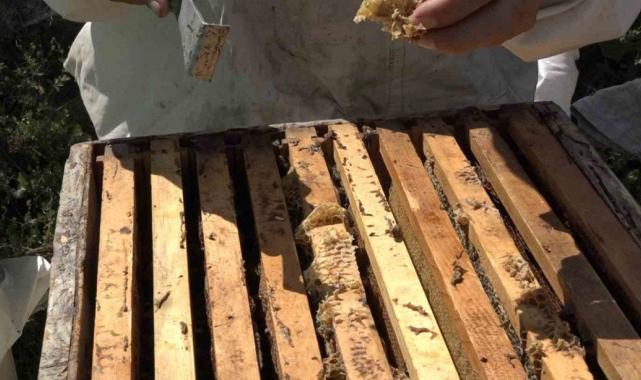 Rize'de Anzer Balı’nda sağım tamamlanarak tescile gönderildi