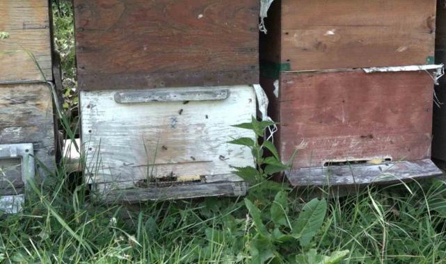 Rize'de Anzer Balı’nda sağım tamamlanarak tescile gönderildi