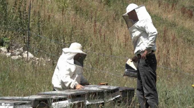Rize'de Anzer Balı’nda sağım tamamlanarak tescile gönderildi