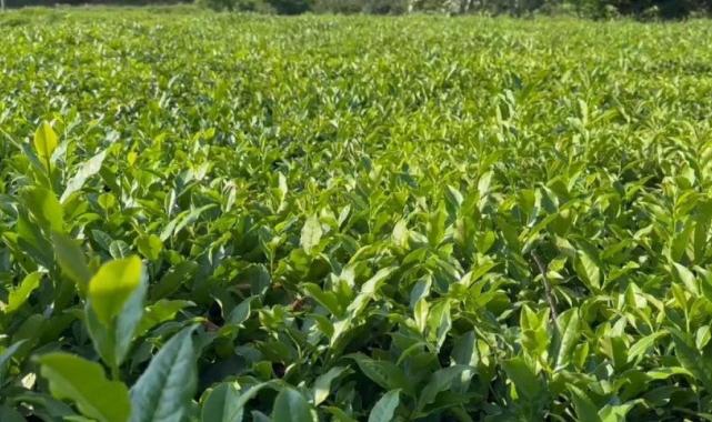 Rize'de çiftçiler tarlaya indi: 3'üncü sürgün başladı