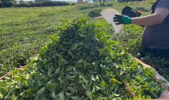 Rize'de çiftçiler tarlaya indi: 3'üncü sürgün başladı