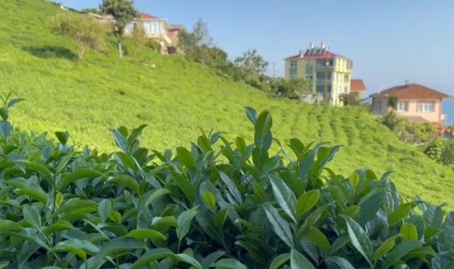 Rize'de çiftçiler tarlaya indi: 3'üncü sürgün başladı