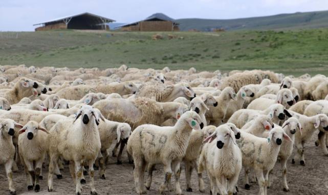 Sivas'ta hayvancıların çoban isyanı: Türk kalmadı, Afgan mum tutturuyor