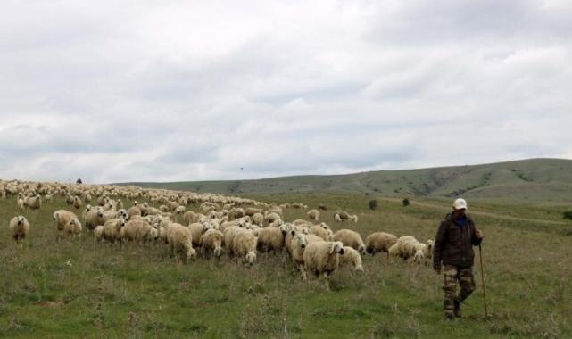 Sivas'ta hayvancıların çoban isyanı: Türk kalmadı, Afgan mum tutturuyor
