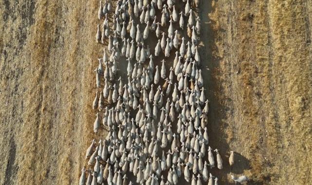 Sivas'ta hayvancıların çoban isyanı: Türk kalmadı, Afgan mum tutturuyor