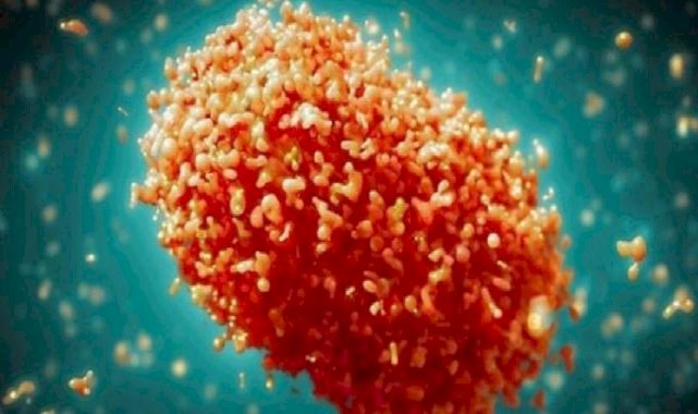 80 Öncesi Aşı Olanlar Maymun Çiceğinden Korunuyor