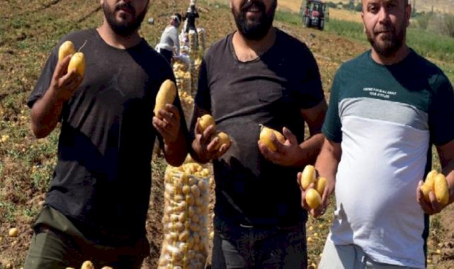 Aksaray'da tarlalarda patates fiyatları dibi gördü : 5 TL'den satılıyor
